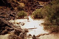 LEFT - GRANITE NARROWS. CC=30. EROSION AROUND TAMARISK CAUSED BY HEAVY USAGE. 1975. NPS, BORDEN.<br>