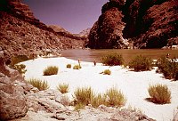RIGHT - TRAIL CANYON. CC=40. BACCHARIS EVIDENT. 1975. NPS, BORDEN.