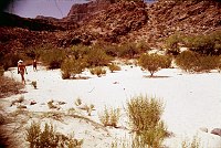 RIGHT - UPPER 220 MILE CANYON (LOWER) CC=40. ATYPICAL DESERT VEGETATION EVIDENT. 1975. NPS, BORDEN.