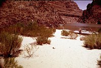 RIGHT - UPPER 220 MILE CANYON (UPPER) CC=40. ATYPICAL DESERT VEGETATION EVIDENT. 1975. NPS, BORDEN.