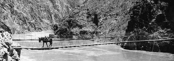 A mule crosses the swinging suspension bridge at Grand Canyon. Photo by Francois Matthes, 1927