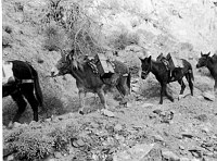 MULE TRAIN CARRYING DIESEL FUEL FOR PHANTOM RANCH ELECTRIC GENERATORS & HEATERS. JULY 1967, ERVIN, NPS.