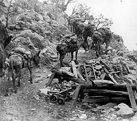 LOADED PACK MULES CLIMBING SWITCHBACK OF GRANDVIEW TRAIL. WOODEN BARRICADES & LADDERS. CIRCA 1905<br>