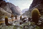 CACTUS GARDEN OVERLOOKING VULCAN RAPID (LAVA FALLS) MILE 179. VIEW IS UP THE COLORADO. 24 AUG 1963. NPS, BELKNAP 118