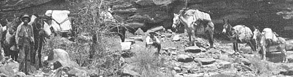 GRCA 20937 - PACK TRAIN DESCENDING BASS TRAIL DURING MAPPING EXPEDITION. MATTHES 1902