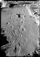 SLOPPY FOSSIL TRACKS IN THE COCONINO SANDSTONE ON THE HERMIT TRAIL. PICK FOR SCALE. CIRCA 1930. NPS PHOTO BY ENSOR 
