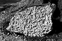 FOSSILIZED FUCOIDS (WORM TRAILS) FROM THE BRIGHT ANGEL SHALE, TONTO PLATEAU. OCT 1932. GRANT, NPS. 