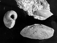FOSSIL OF  GASTROPOD & PELECYPODS FROM BRACKISH WATER BASE OF THE KAIBAB FORMATION. CIRCA 1930. NPS.
