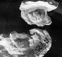 FOSSIL CHONETES (2 SPECIES) FROM THE KAIBAB FORMATION. CIRCA 1936. NPS.