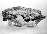 SKULL OF GROUND SLOTH NOTHROTHERIUM FROM RAMPART CAVE. SEPT 1936. NPS.