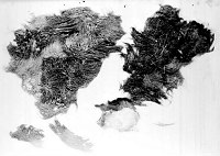 HAIR AND HIDE FROM GIANT GROUND SLOTH - COLLECTED IN RAMPART CAVE - SEPT 1936. NPS.