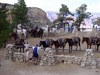 THE FAMOUS GRAND CANYON MULES HAVE RETURNED FROM TAKING VISITORS ON YET ANOTHER TRIP DOWN THE BRIGHT ANGEL TRAIL. GRAND CANYON N.P. NPS PHOTO. 