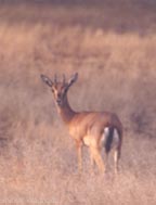Chinkara