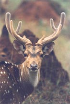 Chital