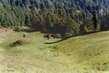 Barnala Bugyal