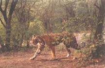 Tiger (Photo: Nitin Bhasale)