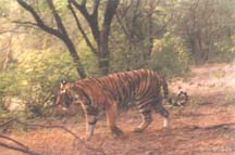 Tiger (Photo: Nitin Bhasale)