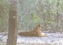 Tigress at Ghodademon
