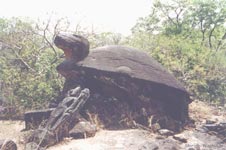Turtle form of Vishnu