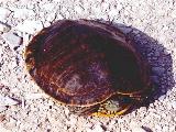 Big Bend Slider