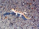 Tucson Banded Gecko