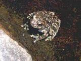 Canyon Treefrog