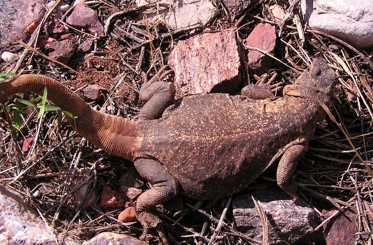 Common Chuckwalla