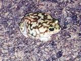 Couch's Spadefoot Toad