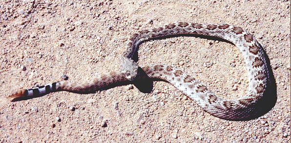 Crotalus atrox (Saguaro National Park)