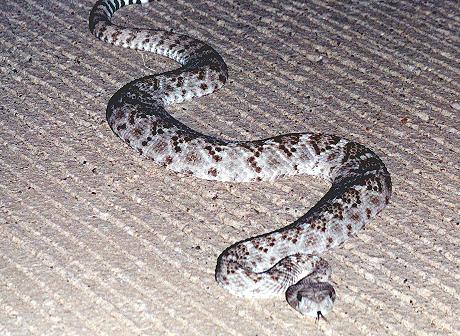 Crotalus atrox (Big Bend National Park)
