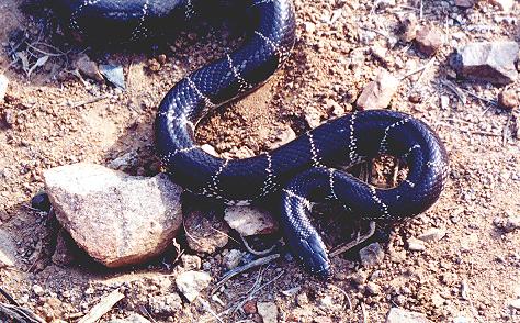 California Kingsnake (Saguaro National Park)