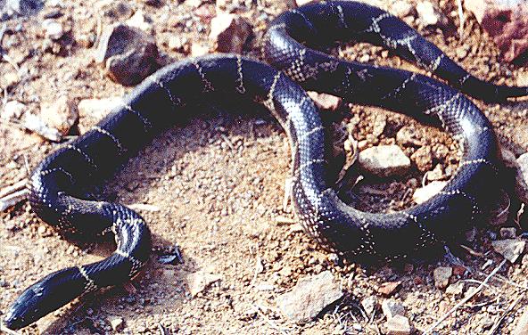 California Kingsnake (Saguaro National Park)