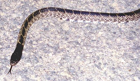 Desert Kingsnake