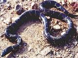 California Kingsnake