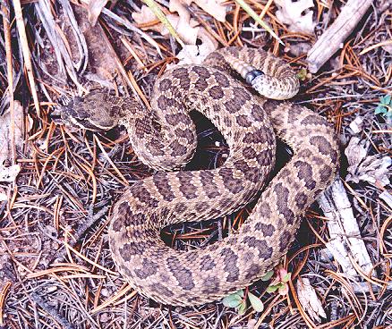Prairie Rattlesnake