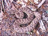 Prairie Rattlesnake