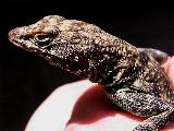 Banded Rock Lizard