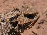Greater Short-horned Lizard