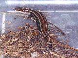 Variable Skink