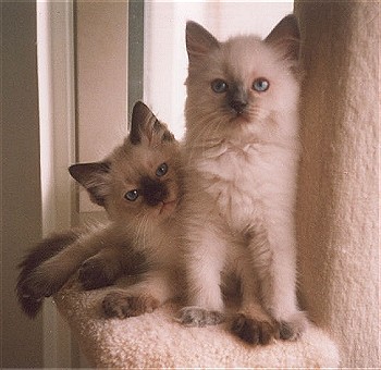 Otto and Bella
