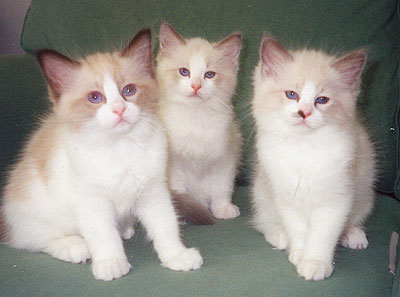 Niklas, Igor and Pusu
