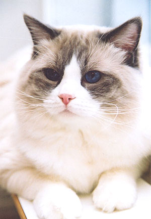 Antonio