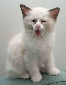  Yawning Baby Willy pictured by his owner sa.