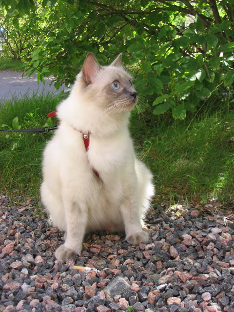 Bella enjoying the outside, photo by the owners