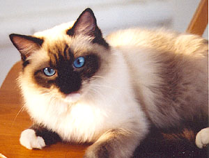 Seri