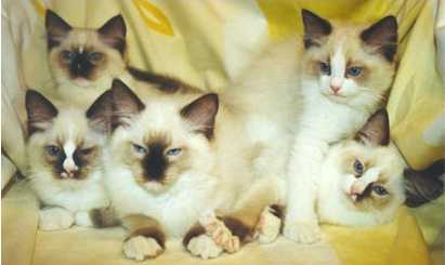 Mimmu, Haiku, Miro, Tilda & Viljo
