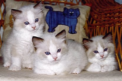 Noah, Nappi & Roope