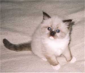 Mimi