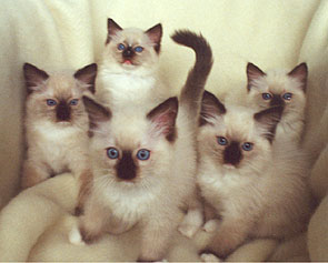 Santtu, Matilda, Bambi, Hari and Seri