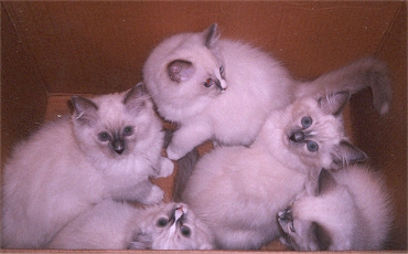 Murre, Iko, Purho,
Elli and Mimmi